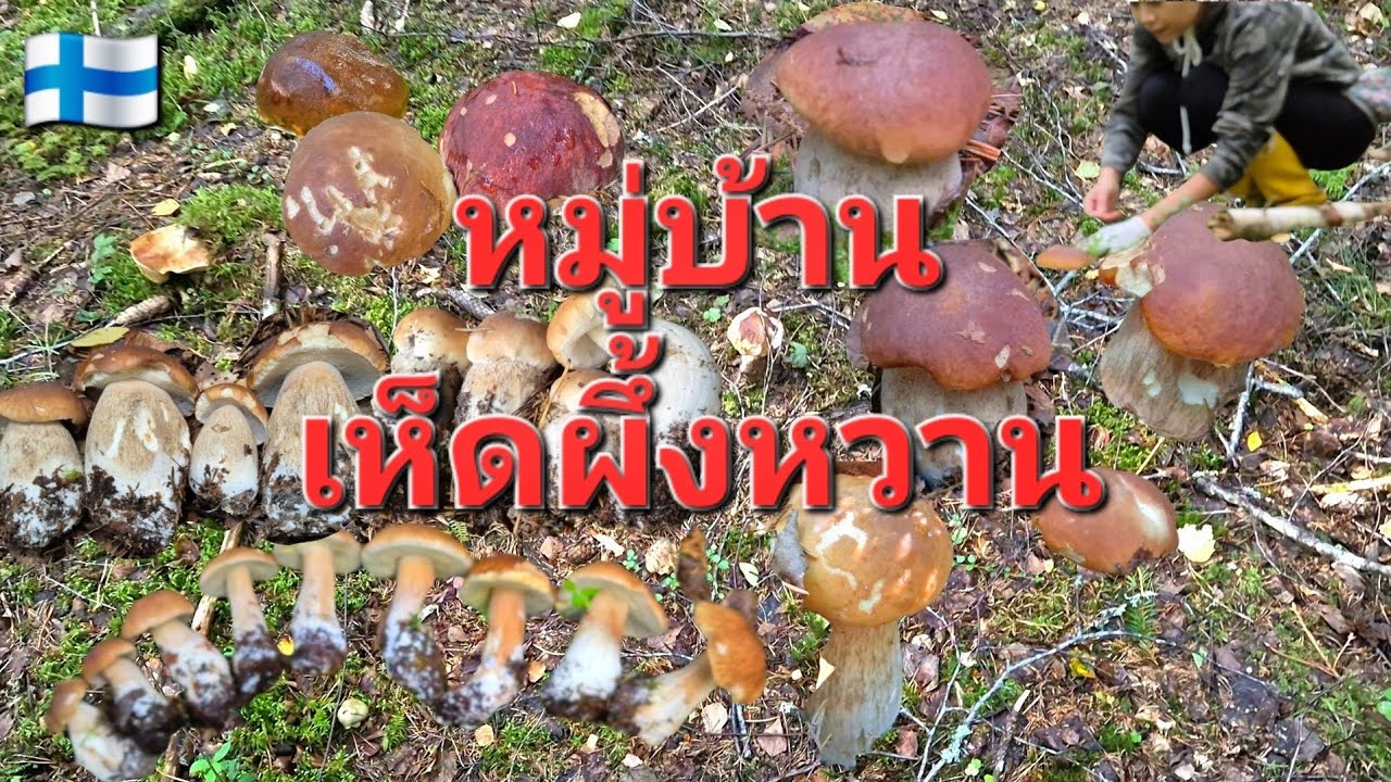 ดงเห็ดผึ้งหวาน ‼️😍21.8.2025🇫🇮
