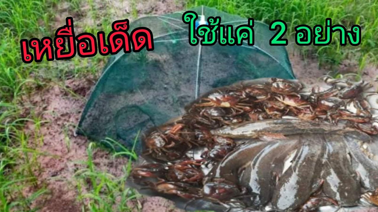 ดักกุ้ง  #ดักกุ้ง คลองข้างถนนบอกเลยว่าเด็ด พร้อมบอกวิธีทำเหยื่อ+พร้อมวิธีการดัก #วีธีทำเหยื่อดักกุ้ง