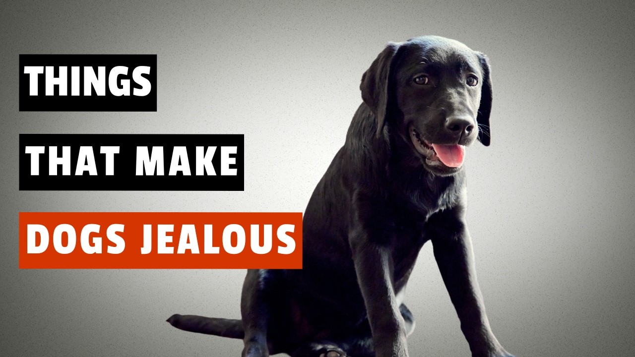 Why Dogs Get Jealous & 7 Other Strange Dog Behaviors Explained