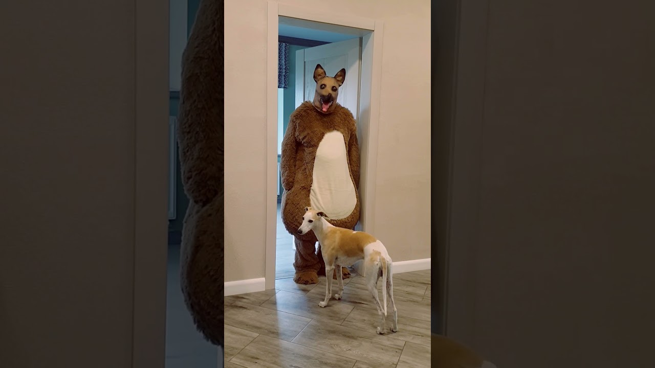 Funny dogs guard the house and bark ferociously Marble Truck