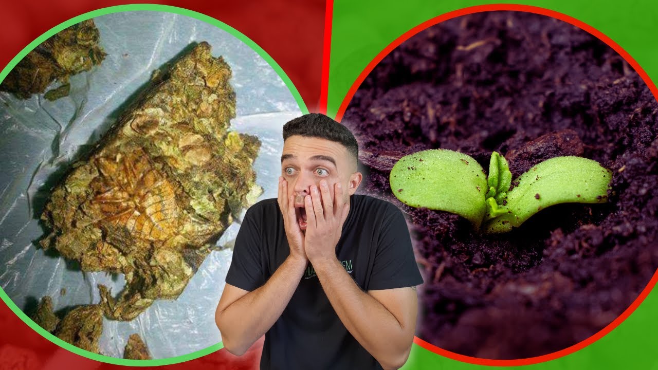 3 erros ao plantar semente de prensado