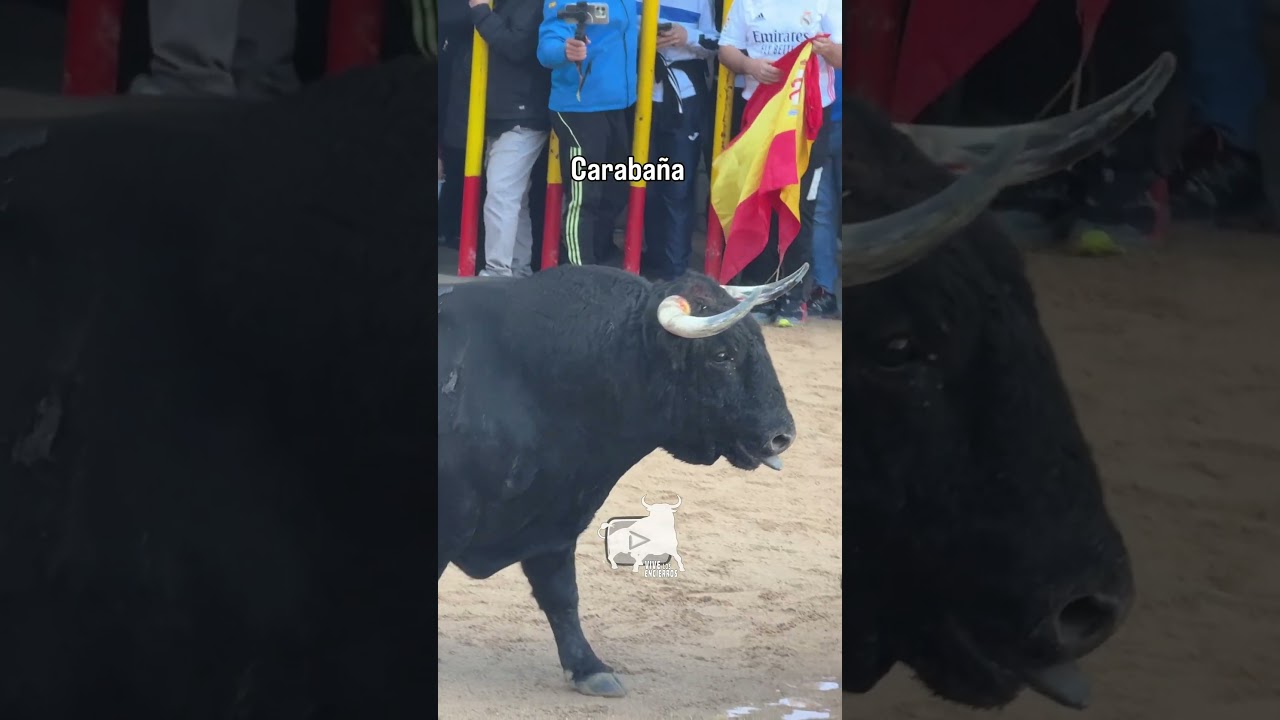 Bonito morlaco el tercero en Carabaña 