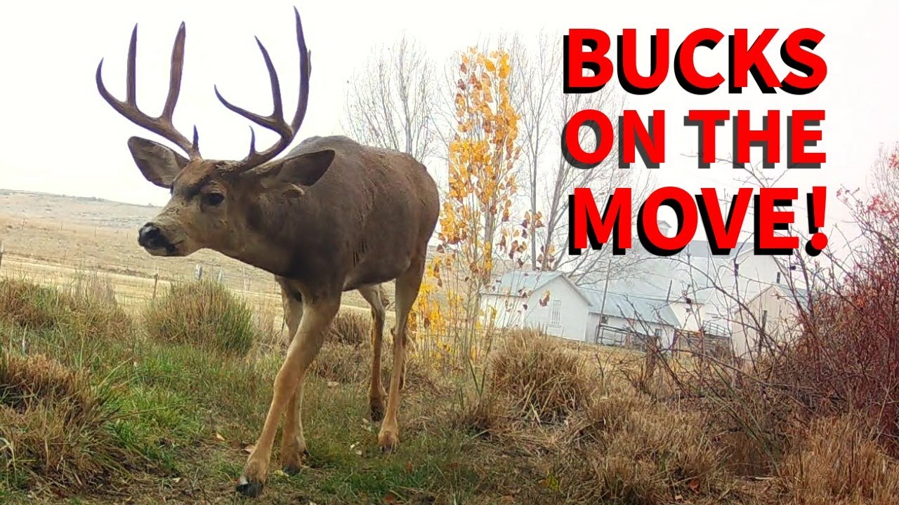 Trail Camera Captures!
