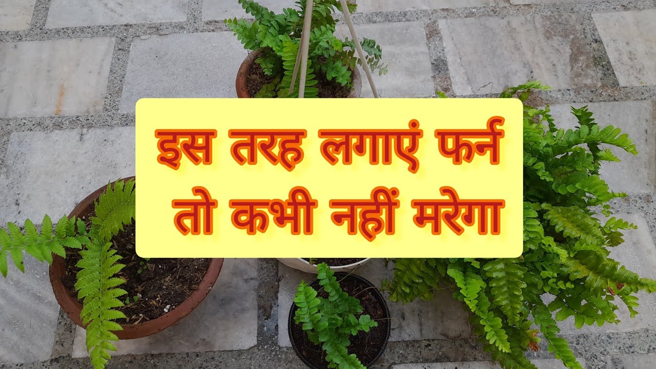 Best way to grow ferns