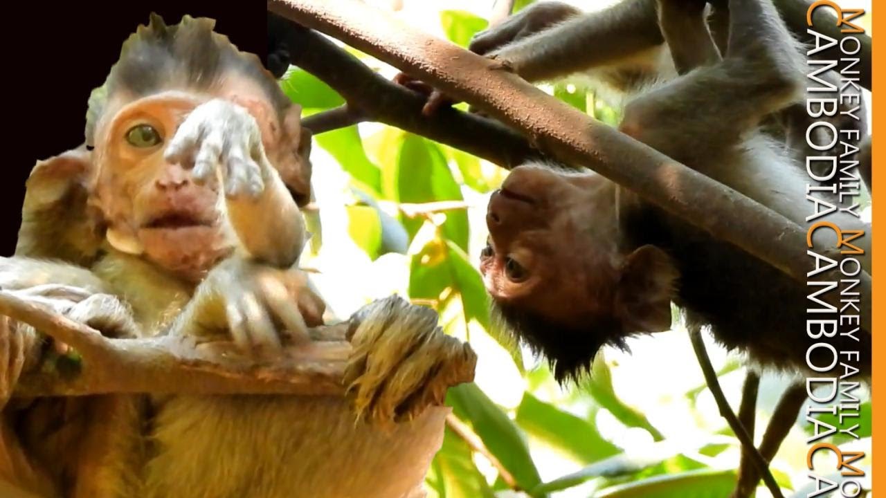 Hundreds of Thousand Pity......Jayden Waved Her Hand For Help While Mom Left Her Alone On Top Branch