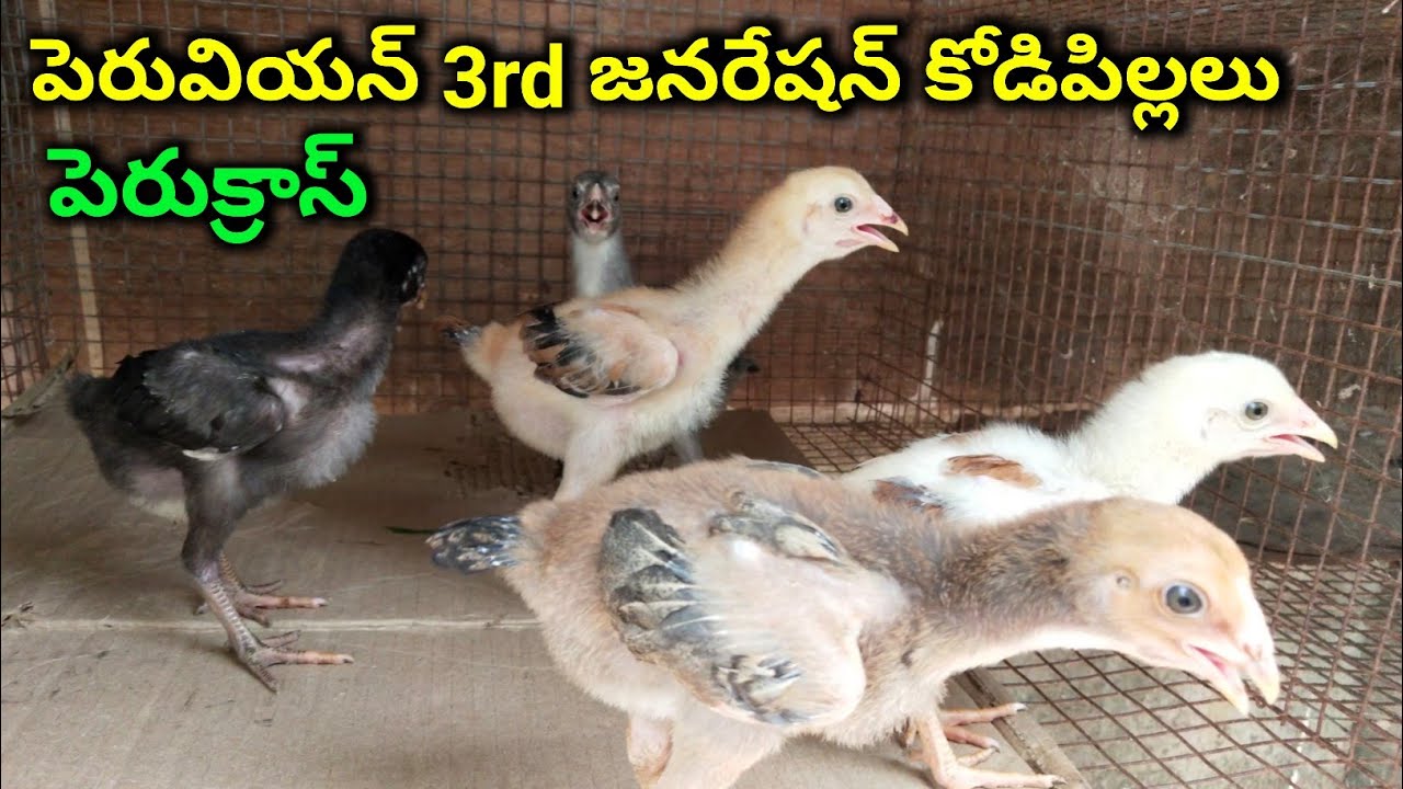 Peruvian cross 3rd gen chicken chicks |@youngfarmeratoztelugu