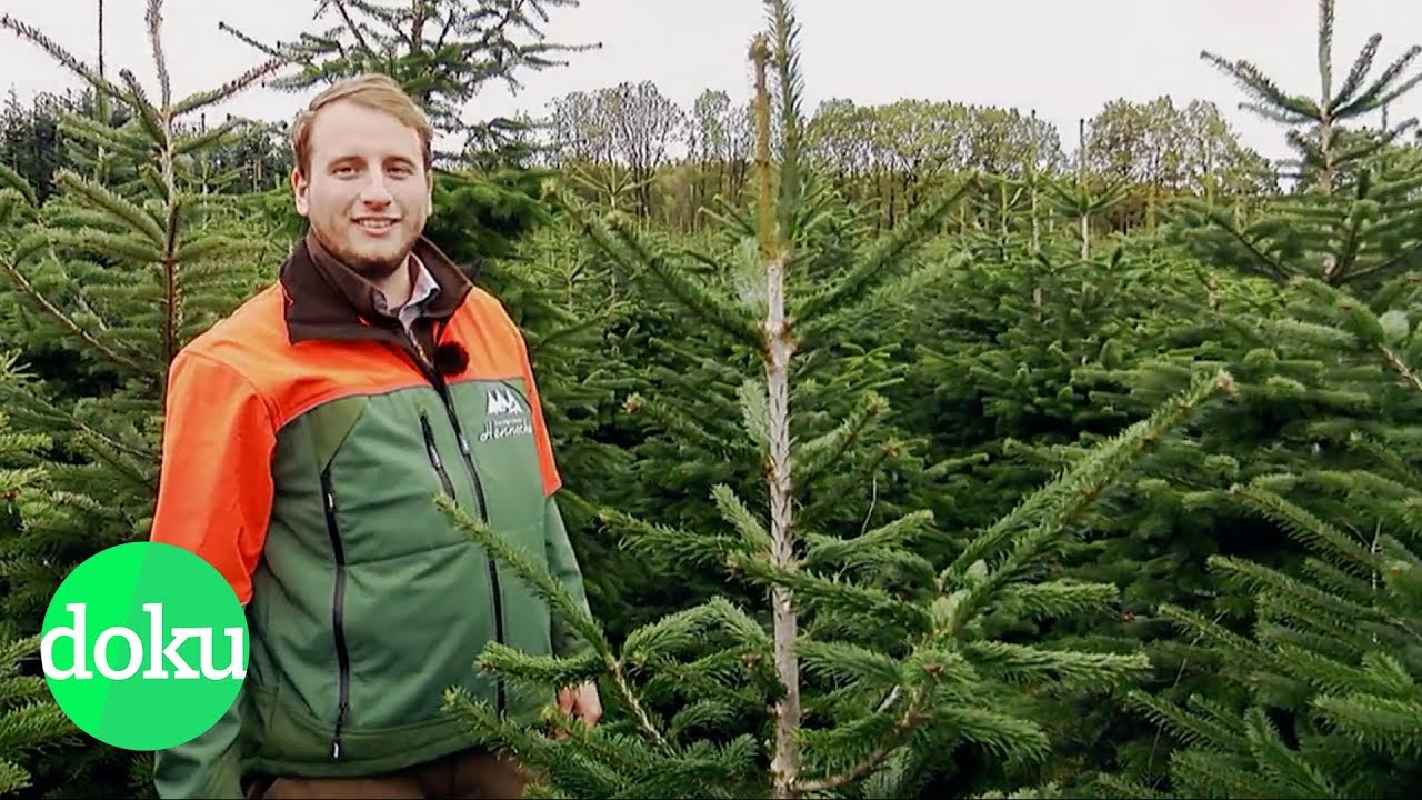 Woher kommt unser Weihnachtsbaum? | WDR Doku