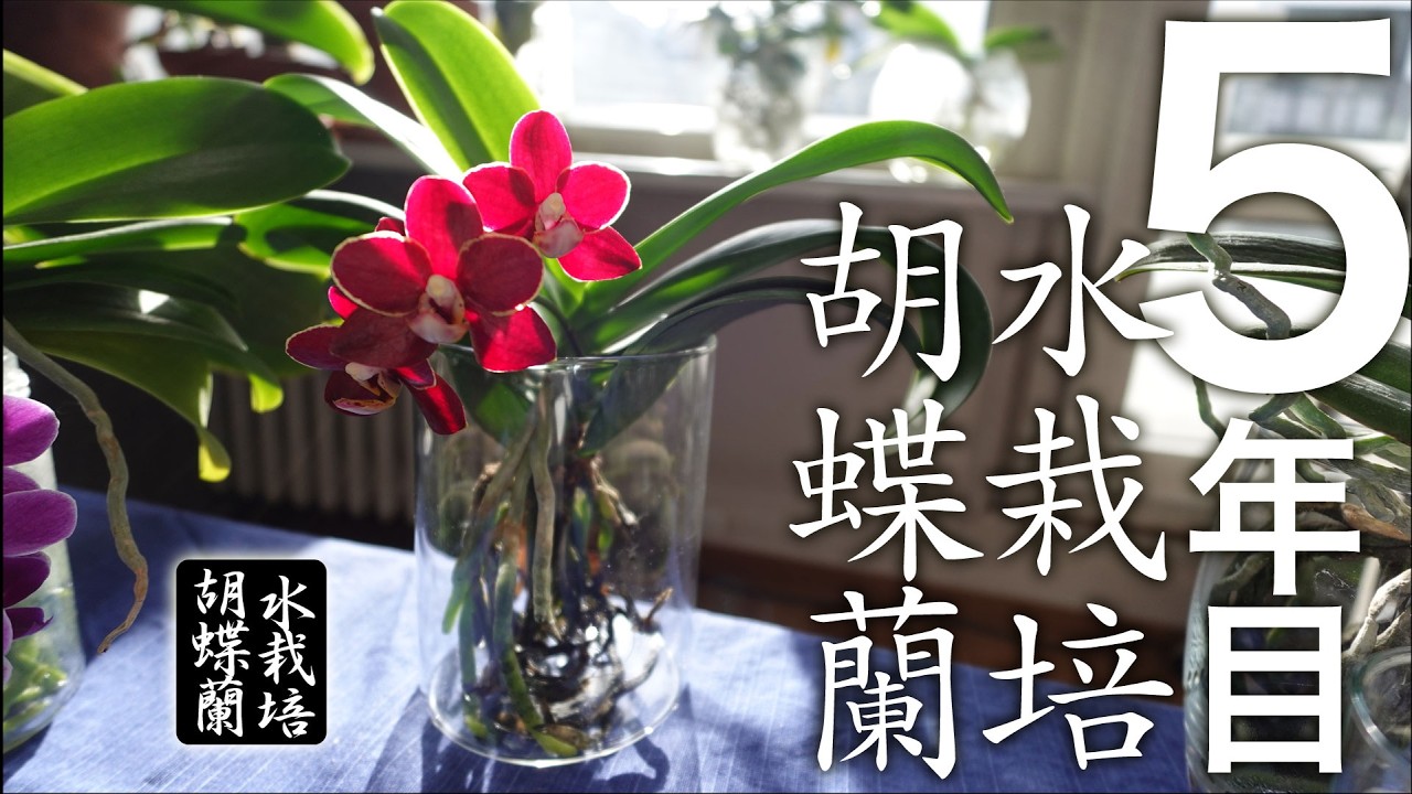 【胡蝶蘭】水栽培が5年目に突入!【成功の秘訣】