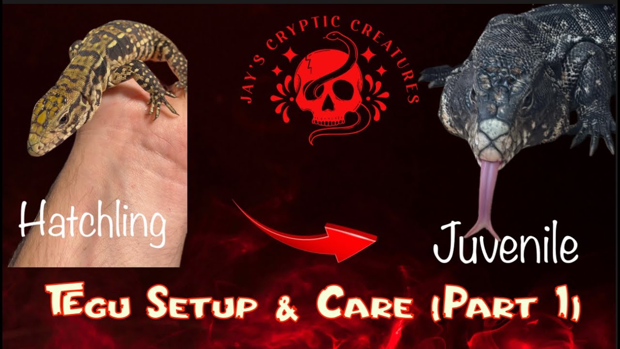 Tegu Enclosure Set Up & Care