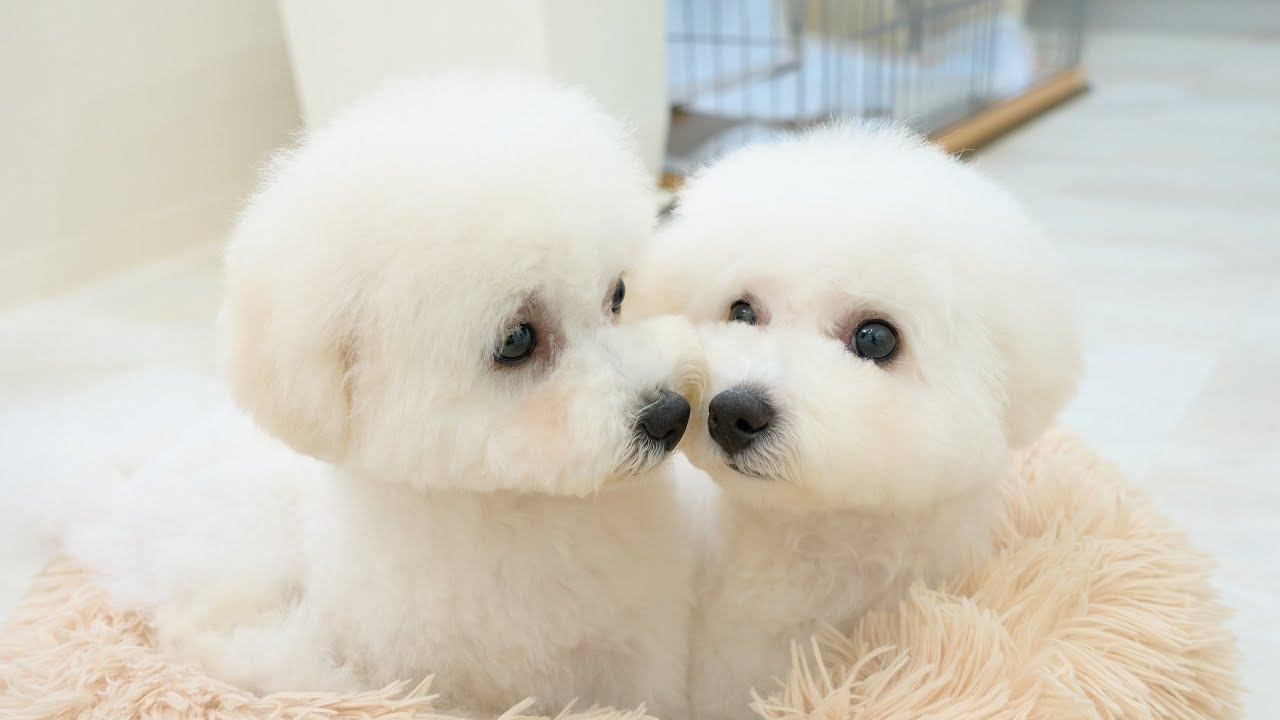 ご褒美のキスをください