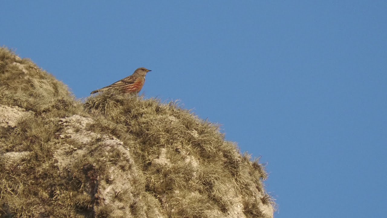 Alpine Accentor. Aire Point. Gwenver. West Cornwall.