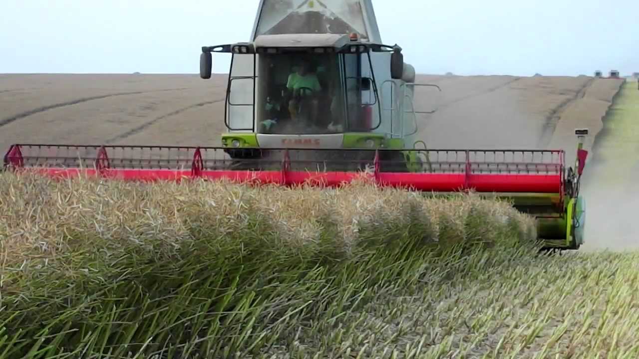 Rzepakowe Żniwa w Kombinacie Rolnym Kietrz - 2013