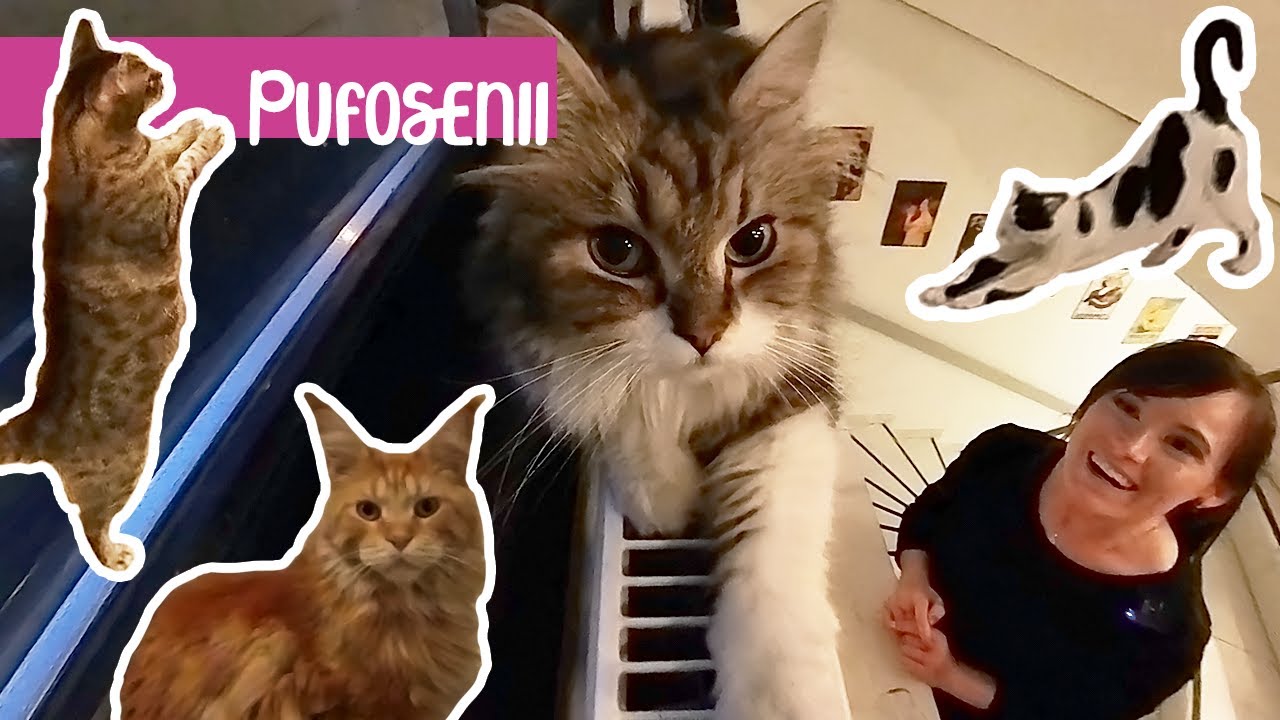 Scapi de stress cu urmatorul antidepresiv pufos | Cat Cafe Budapesta