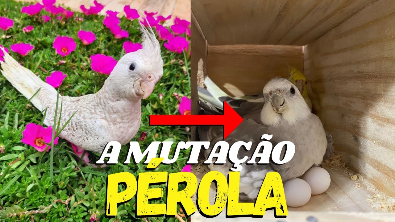 CALOPSITA MUTAÇÃO PÉROLA (OPALINO) - MELHOR CASAL