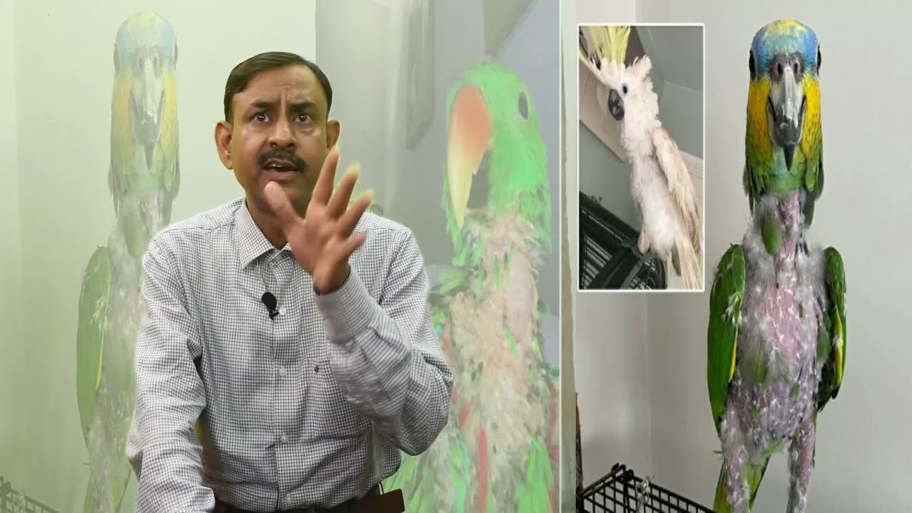 Parrot अपने पंखो को क्यों नोचने - उखाड़ने लगते हैं || Parrot feather Plucking || Dr Nagender Yadav