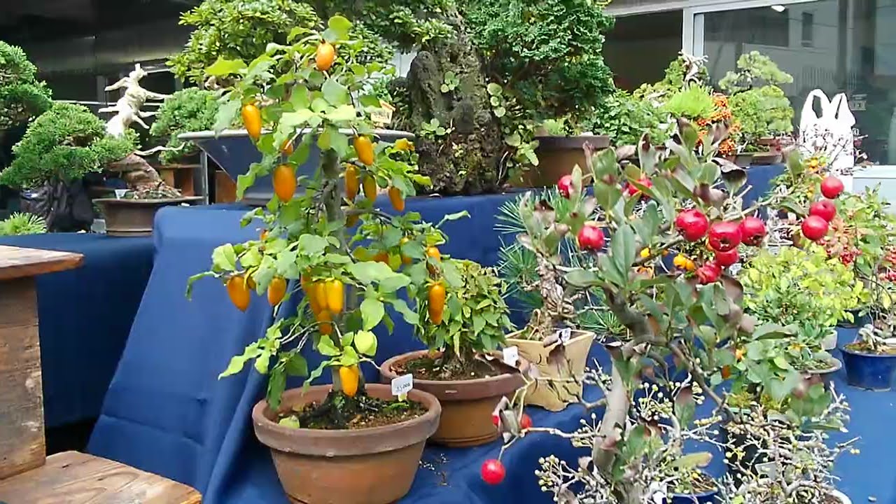 ＢＯＮＳＡＩ　小品盆栽