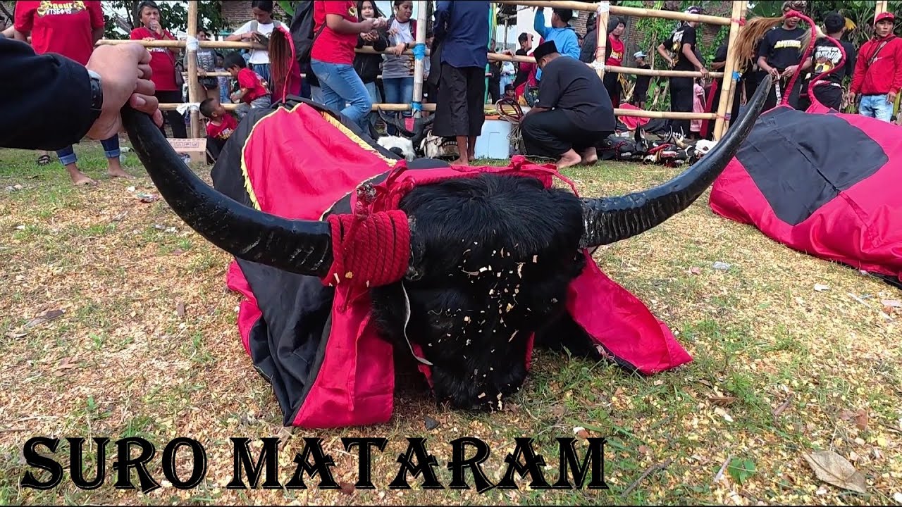 Mberot bareng bantengan Suro Mataram ndadi full kalapan