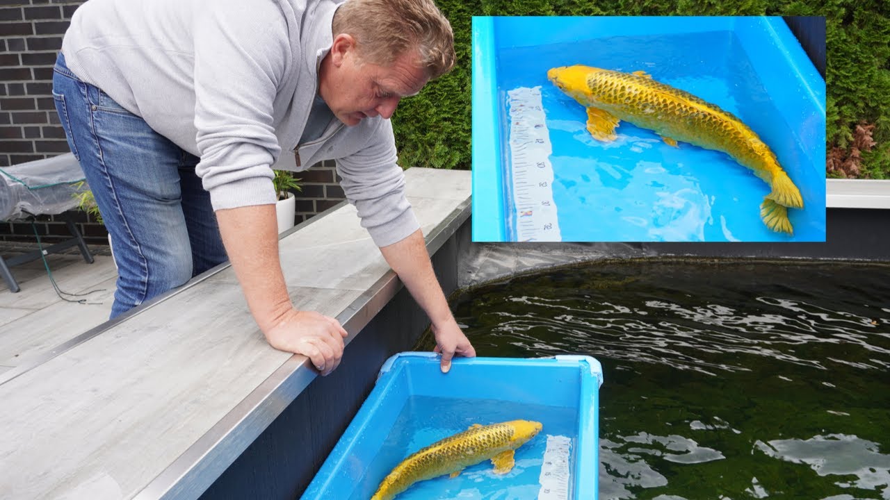 Diese Koi sind in Markus' 'Modern Koi Teich' Koi Blog #230 - Teil 2