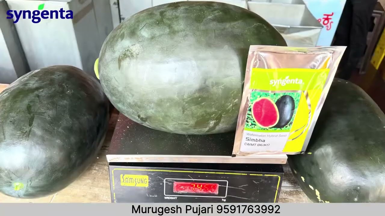 ಸಿಂಜೆಂಟಾ ಕಂಪನಿಯ ಕಲ್ಲಂಗಡಿ ಸಿಂಬಾ ಬೆಳೆದ ರೈತರ ಅನುಭವ