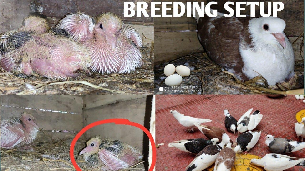 kabootar breeding ka neya method || pigeon breeding tips