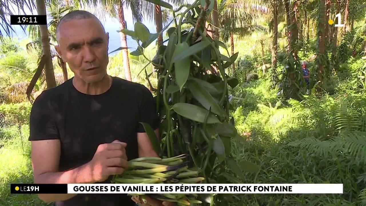 A Saint-Philippe, Patrick Fontaine produit en moyenne une tonne de vanille tous les ans