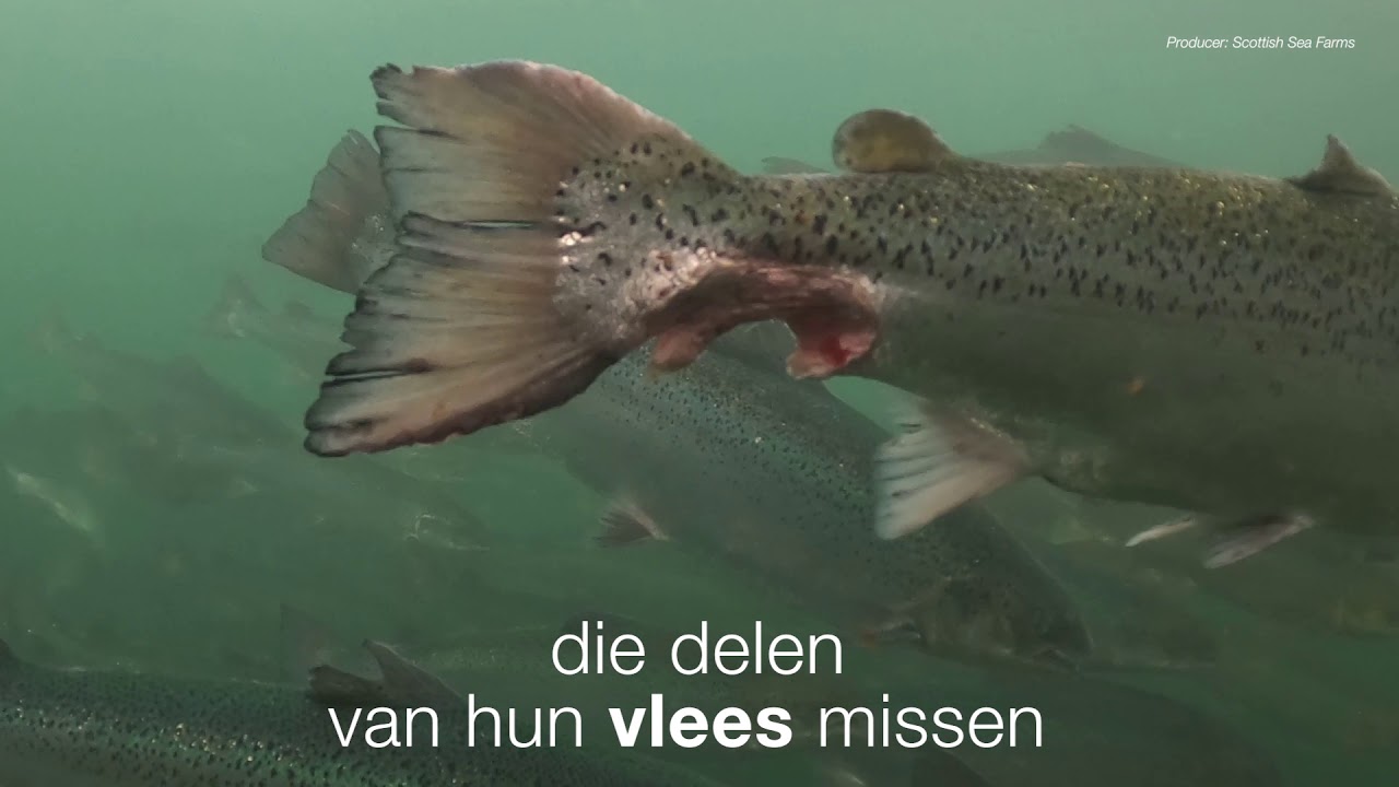 Onderzoek Schotse zalmenindustrie CIWF 2021