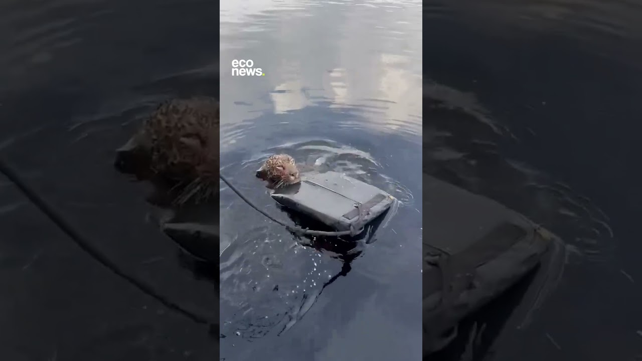 📍 Rescatan un yaguareté con perdigones en el cuerpo en Río Negro, Brasil.