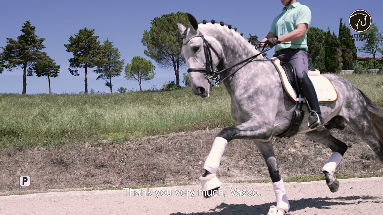 /ENGLISH/ Saddle Fitting | Vasco Mira Godinho | www.omundodaequitacao.com