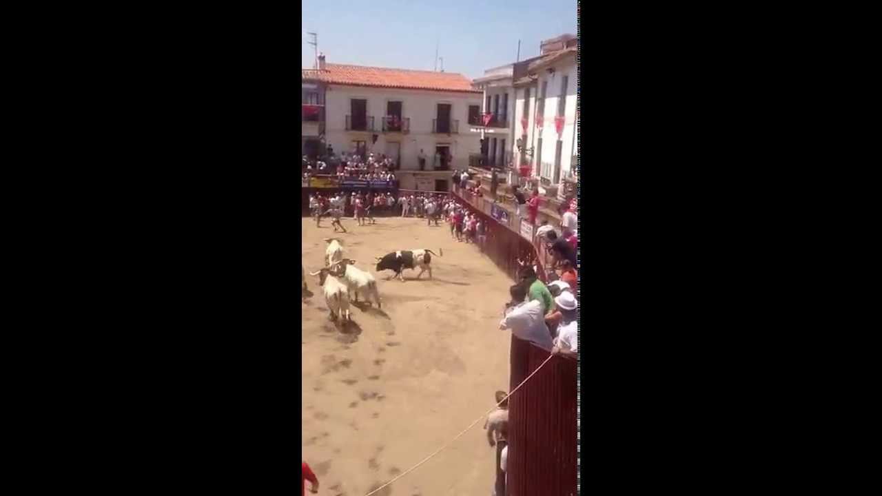 San Juan Coria 2013. Toro: Bat&aacute;n - Ganaderia: S&aacute;nchez Cobaleda