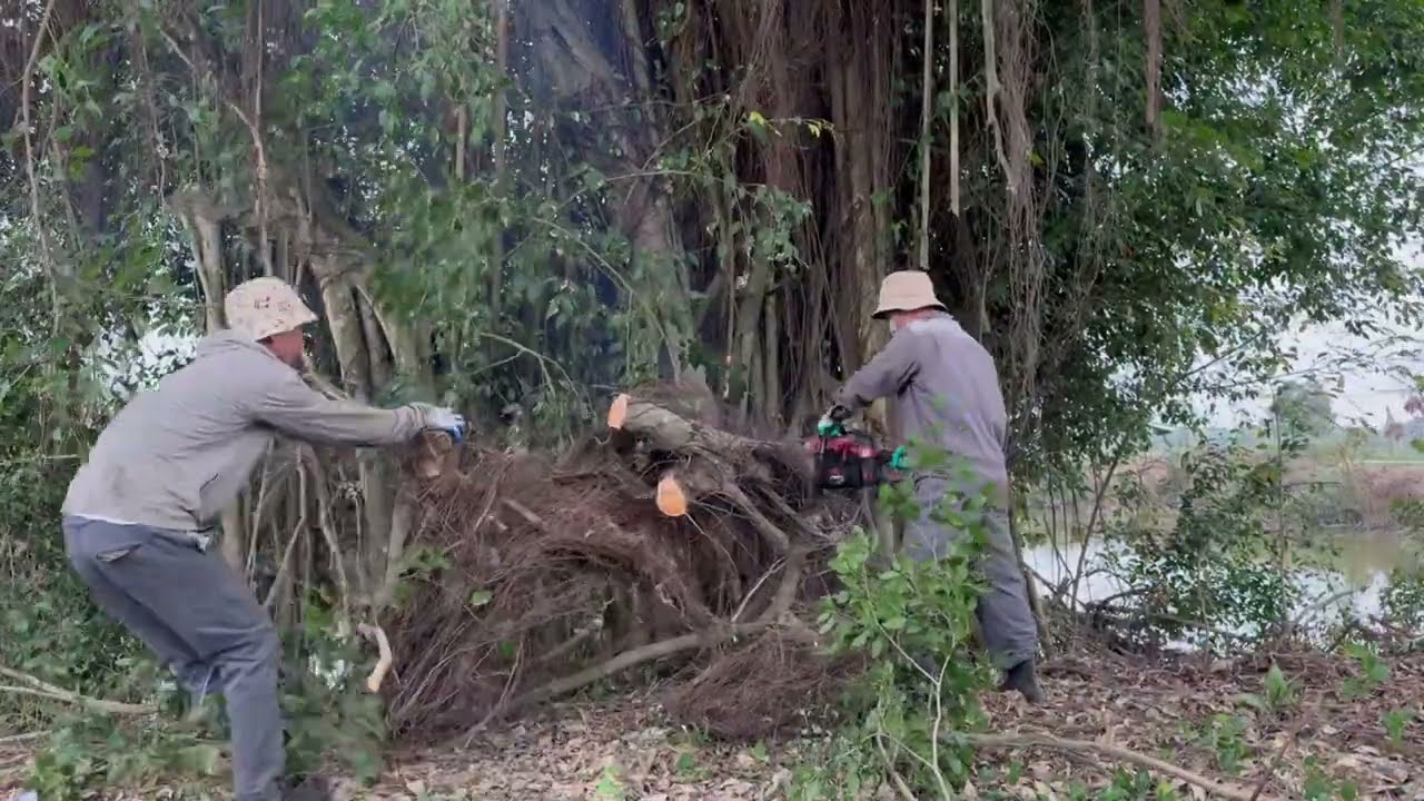 [Уборка зарослей] Удаление деревьев, которыми пренебрегали в течение 50 лет, опасно.