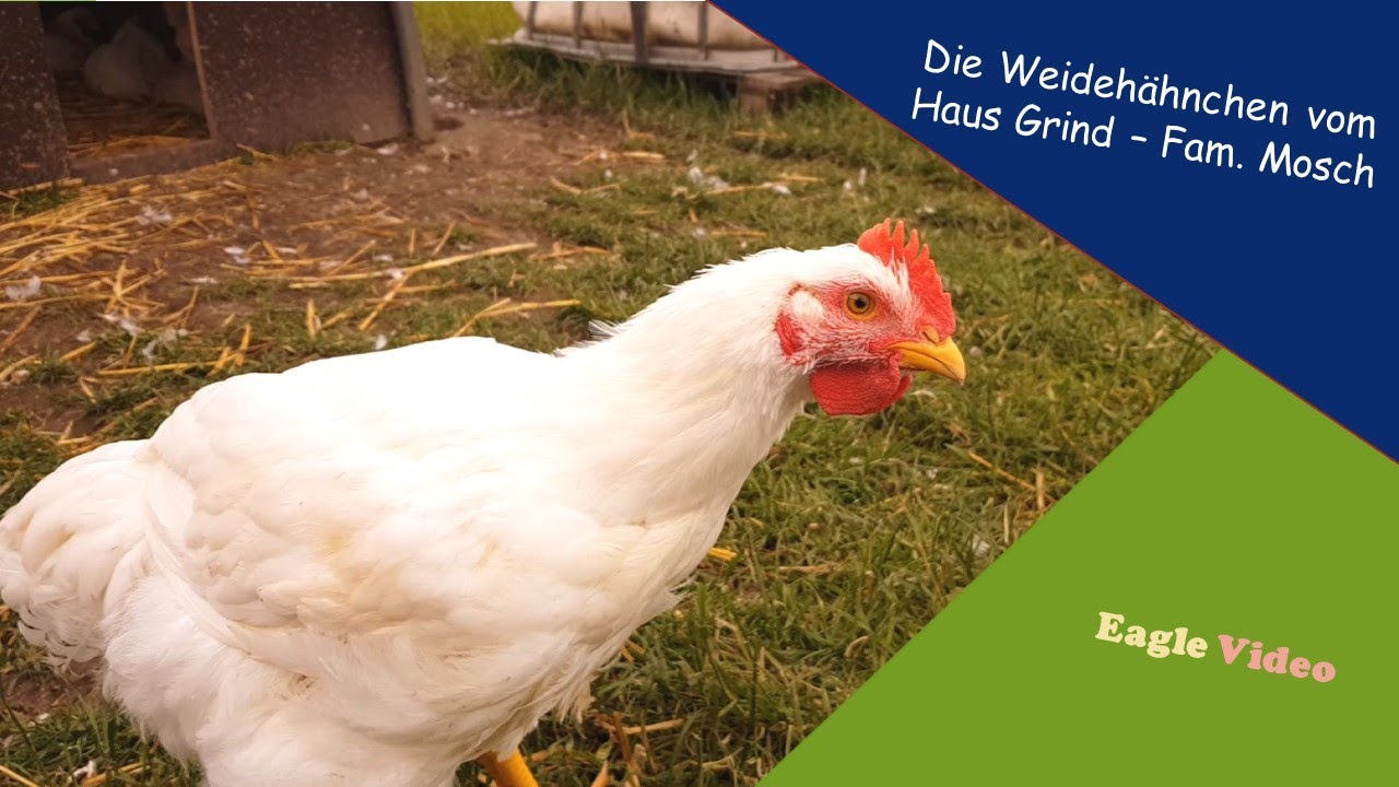 Die Weidehähnchen von Haus Grind   Fam  Mosch