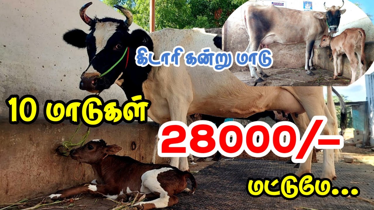 28000/-விலைக்கு, கிடாரி கன்று மாடு, 10க்கும் மேற்பட்ட மாடுகள் ஒரே இடத்தில் விற்பனைக்கு#hfjersey #cow