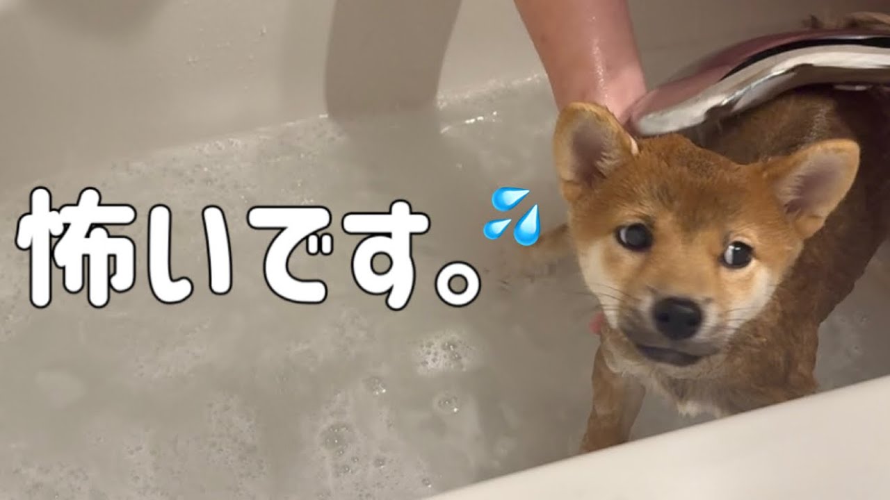 子犬初めてお風呂に入ってみたら……