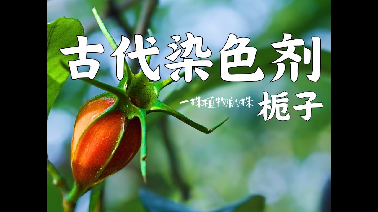 见过栀子果吗？栀子既是植物，也是颜色，还是历史。Gardenia is not only a plant, but also a color, and even a part of history.