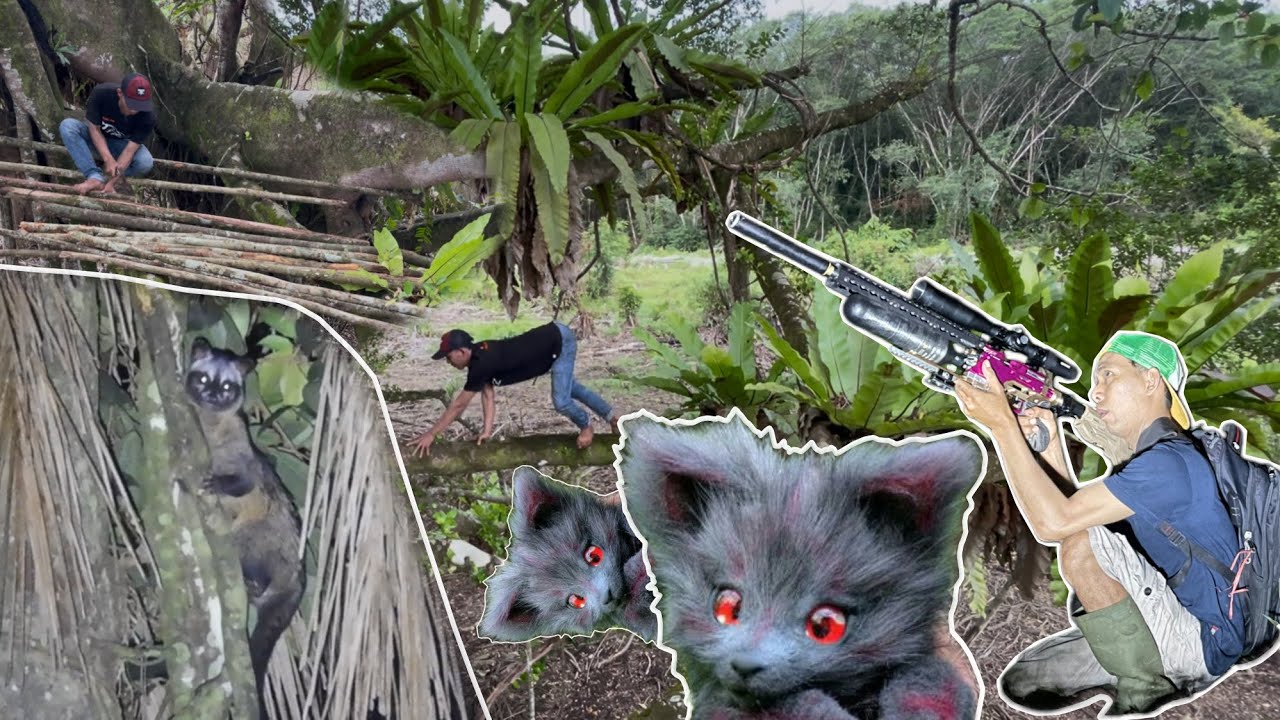 Membuat rumah pohon di beringin tua dan berburu musang malam hari