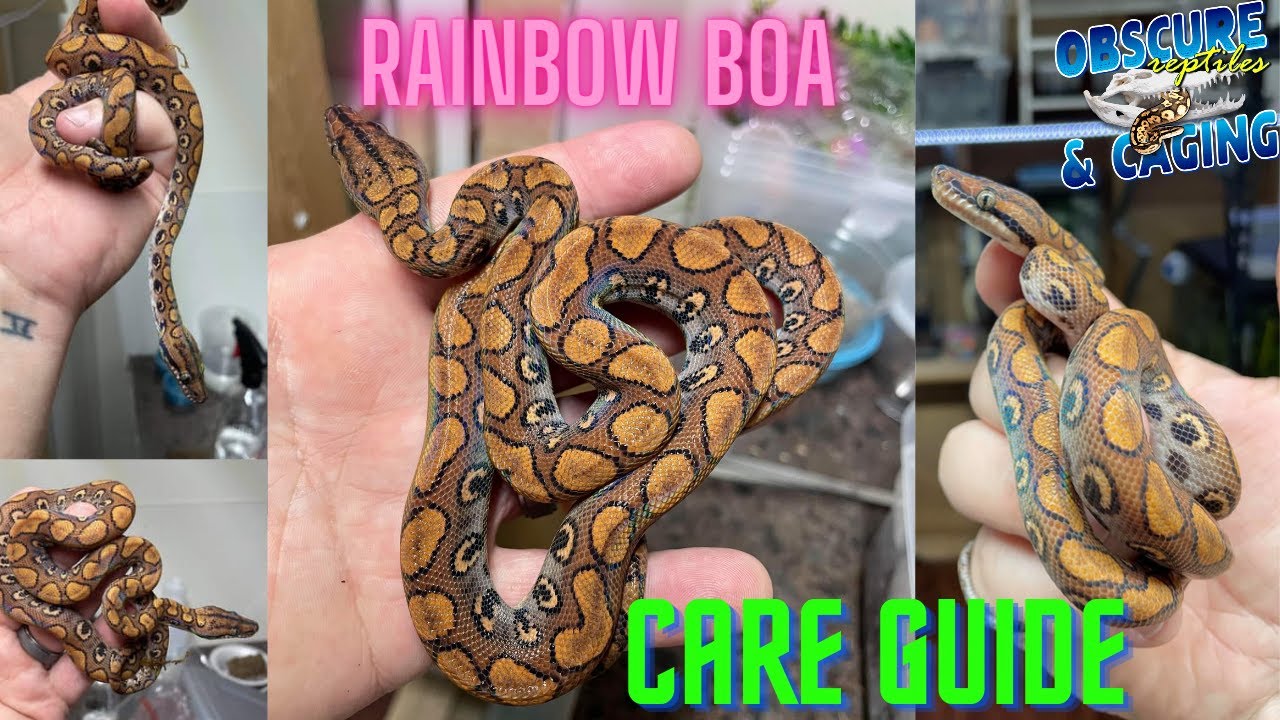 Rainbow boa care guide