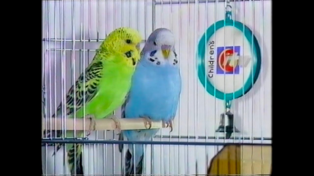 CITV announcer Steve Ryde & CARLTON adverts 24th November 1993