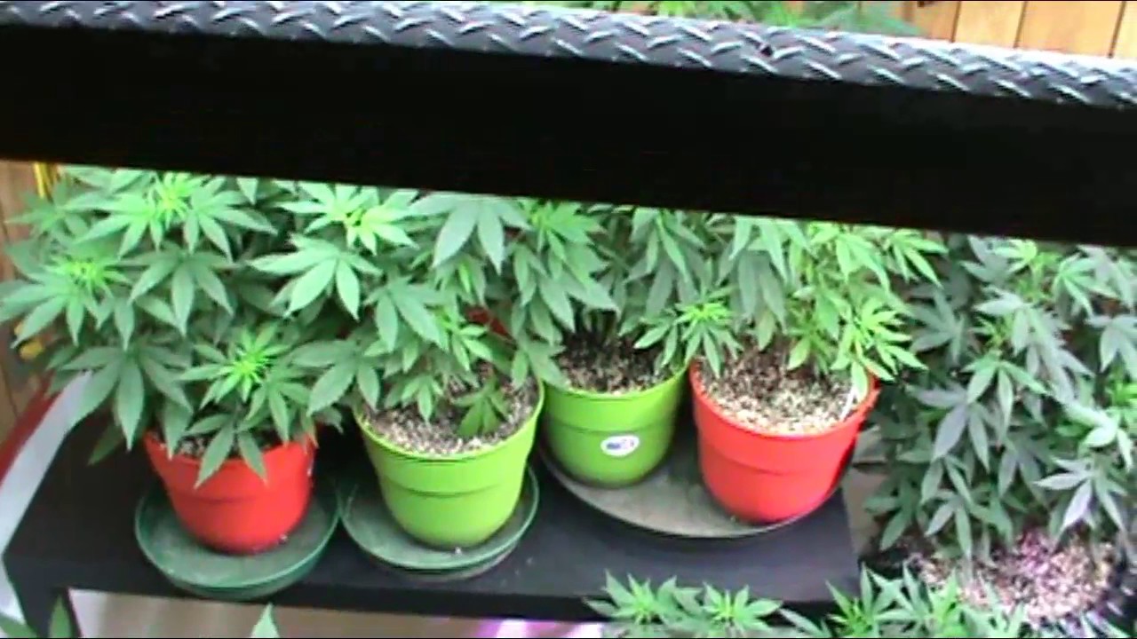 Veg Room Update