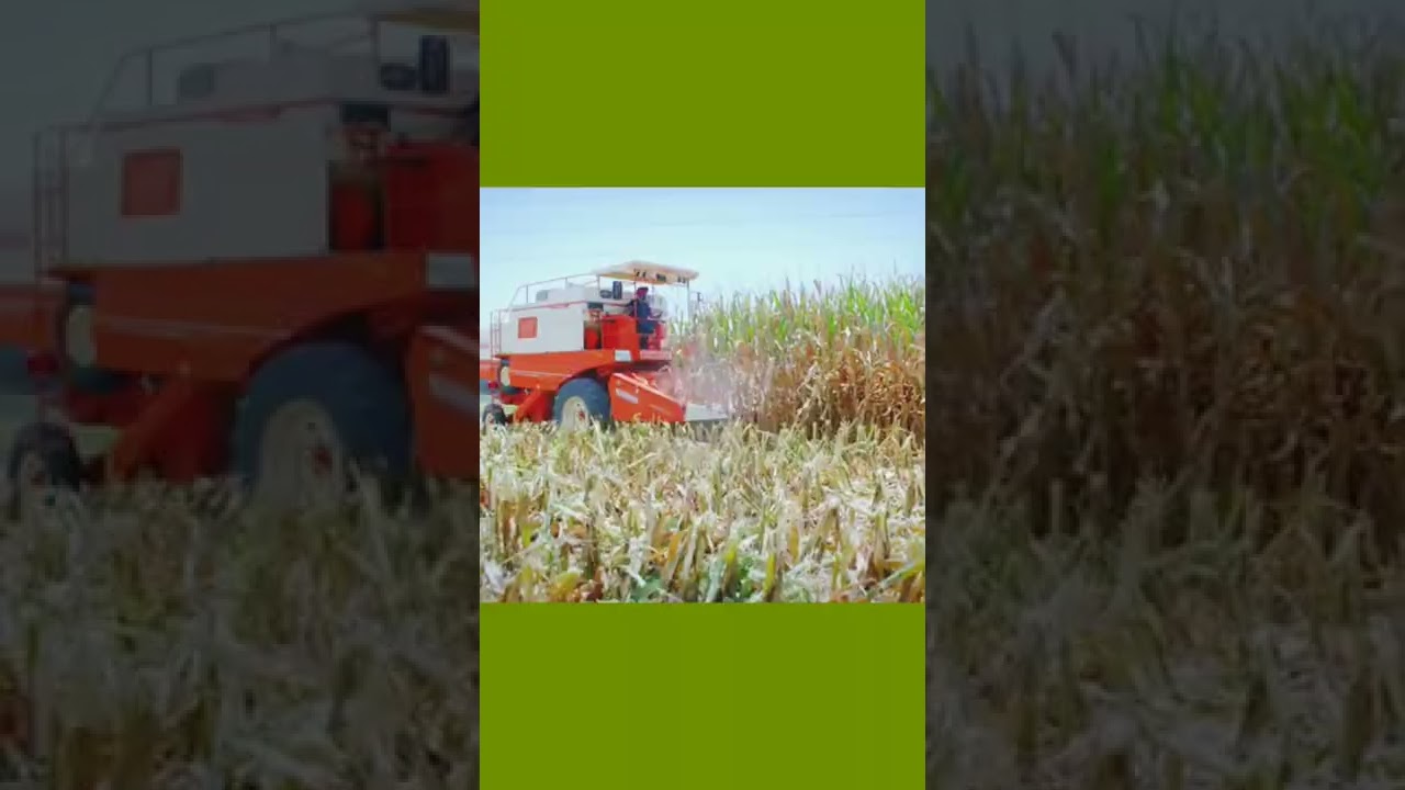 Dasmesh 9100 Maize Combined Harvester