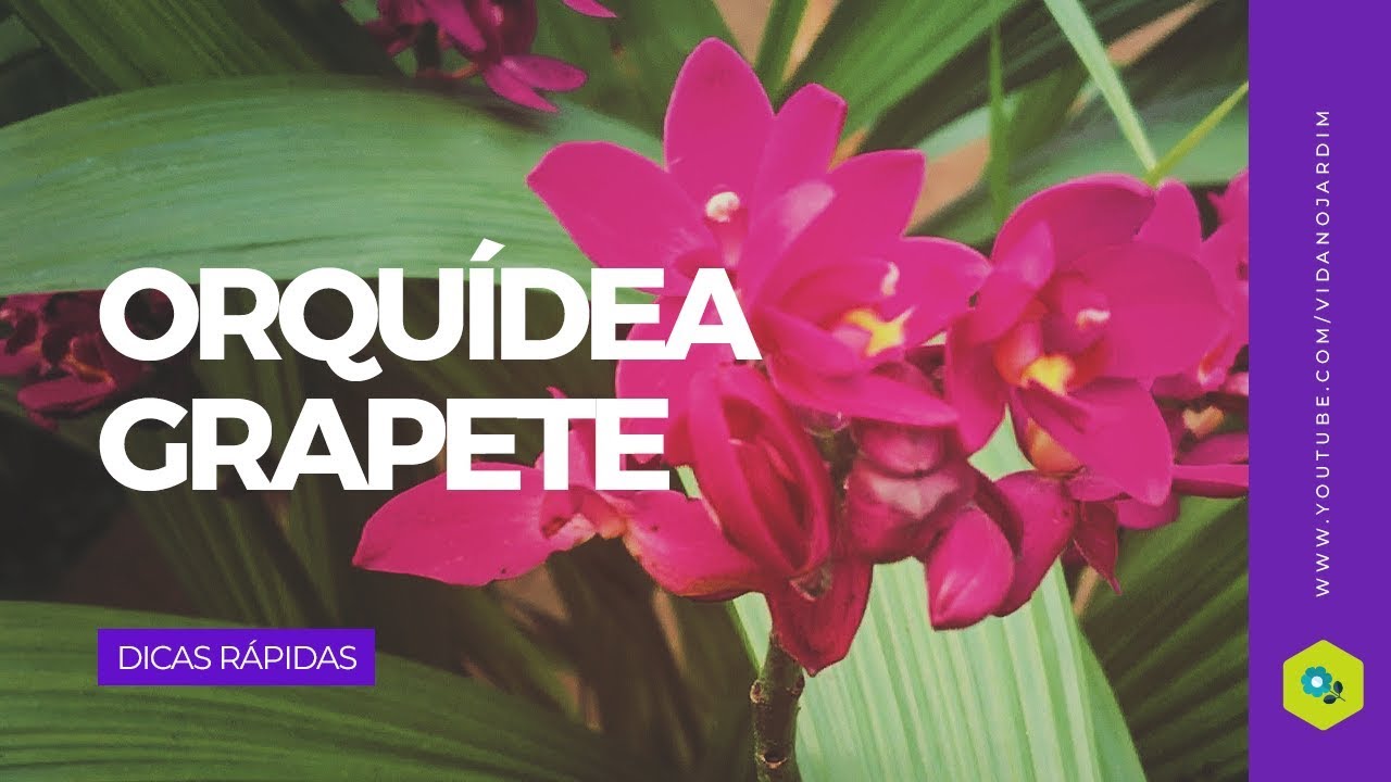 Orquídea Grapete