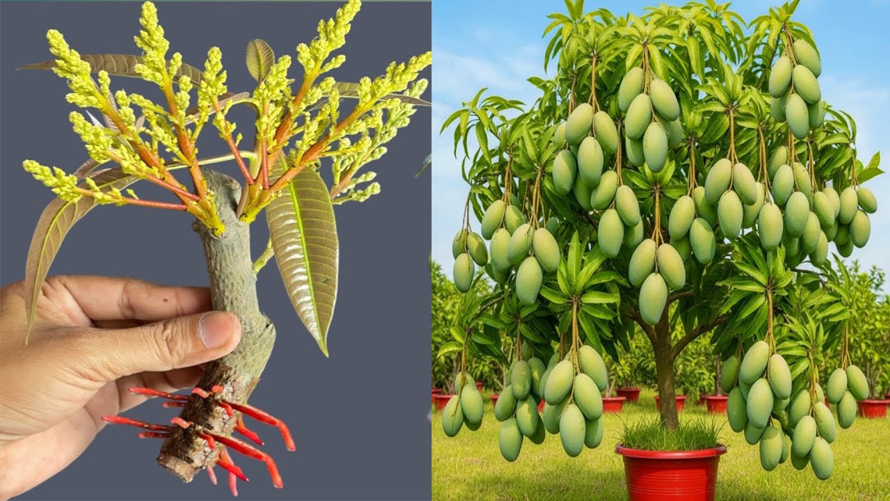 4 latest mango propagation techniques that produce roots that grow like crazy in just 5 days.