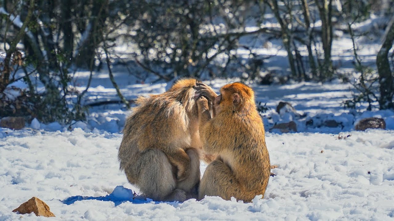 🇲🇦 아프리카의 스위스 이프란. 아틀라스 산맥을 넘어 ' 45