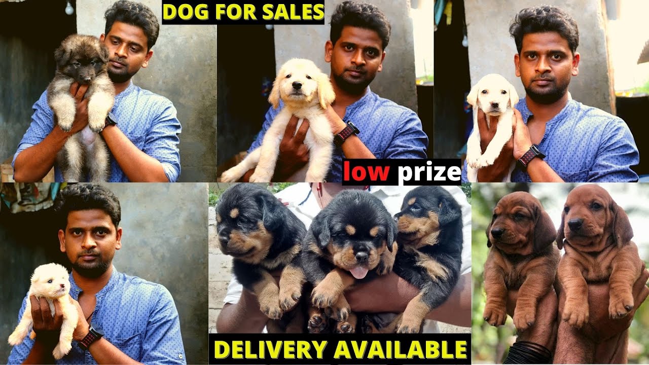 VINOTH AND TAMIL PETS | PUPPY'S SALES | DELIVERY AVAILABLE | SE VLOGS