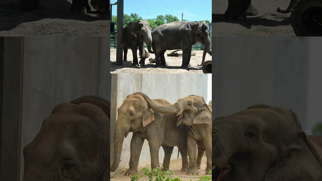 Tulsa Zoo - Elephant Introductions