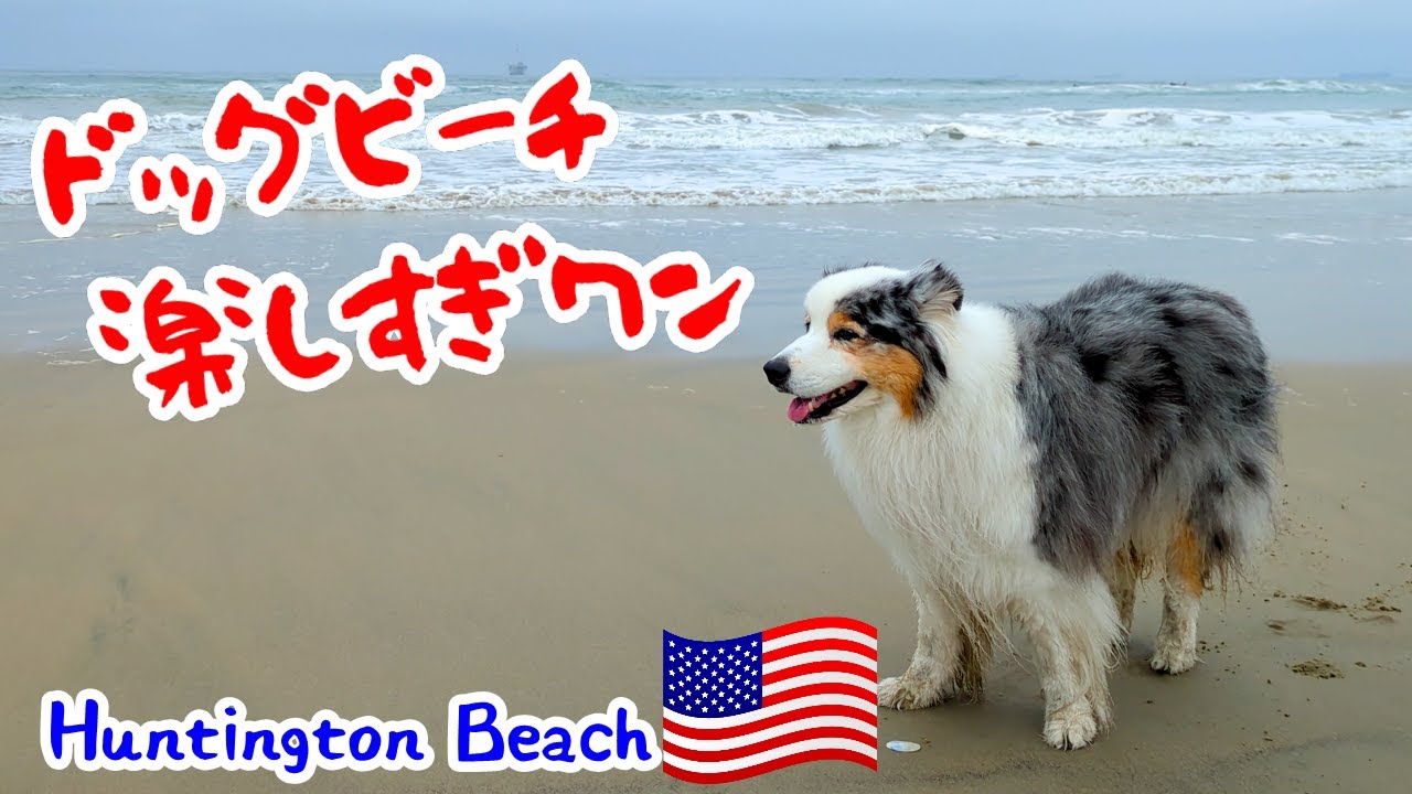 愛犬はいくつになっても海が大好き【オーストラリアンシェパード】