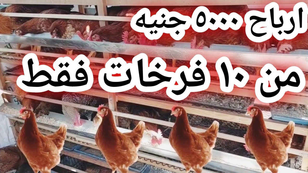 #دراسة جدوى حديثة #مشروع_مربح_جدا تربية الفراخ لانتاج البيض وارباح ٥٥ % #تربية الدواجن #بيض