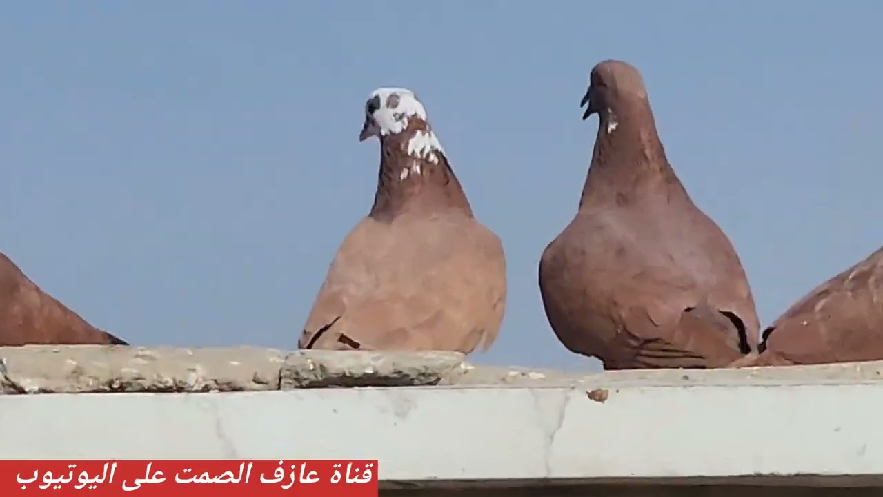 صيد زوج 💪وواحد نزل بالسطح بس🙄ومات الشاملي 😭ومطيار ومخباط  واشكال التفاصيل 🫡