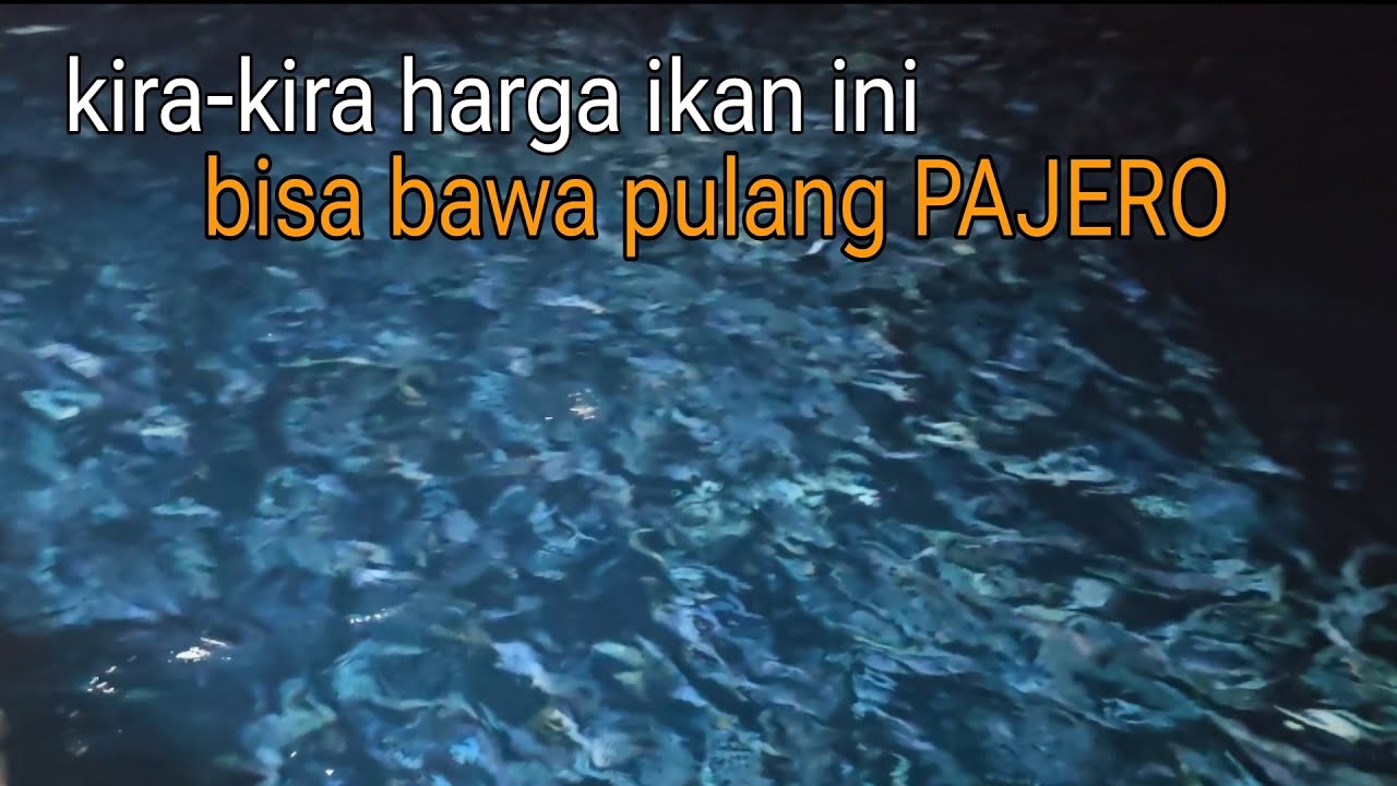 banyak ikan di rumpon jaga - ikan tunanya juga pasti banyak - mancing mania