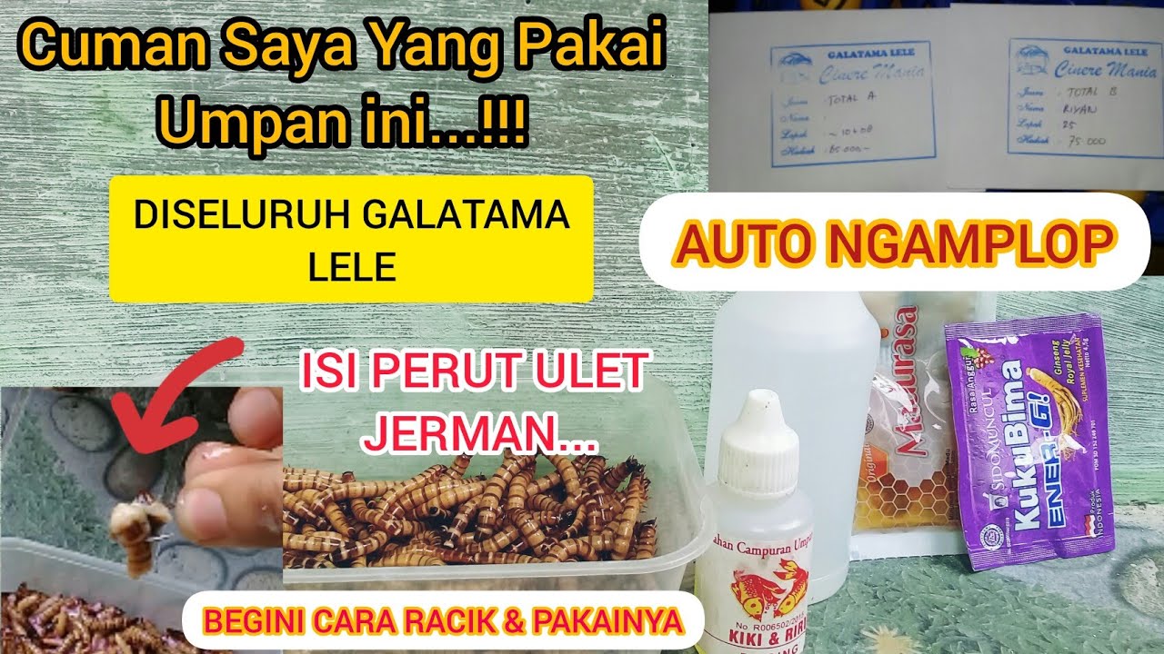 UMPAN GALATAMA LELE TERJITU YANG ORANG GAK PERNAH TAU DARI DULU..!! @riyanhidayat9848