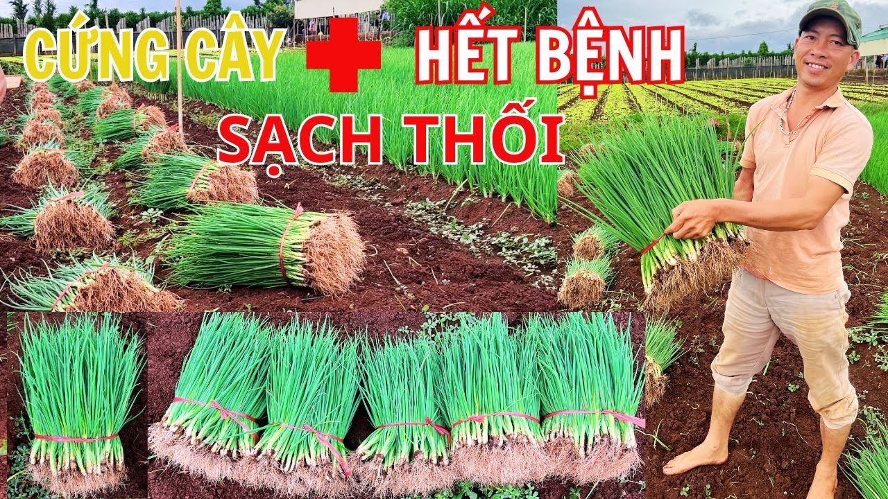 KỸ THUẬT SỬ DỤNG ĐÚNG THUỐC CHO CÂY HÀNH- NGỪA BỆNH PHÁT TRIỂN ,ĐẠT NĂNG XUẤT